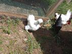 American Silkie Chicks