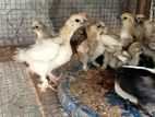 American Silky அமெரிக்கன் சில்கி