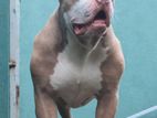 American XL Bully for Crossing