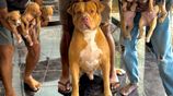 American Bully Dog