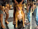 American Bully Dog