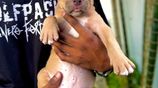 American Bully Dog