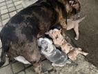 American Bully Puppies