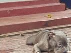 அமெரிக்கன் பிட்புல்