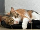 Cat for Kind Home