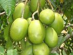 அம்பிறளா