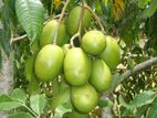 அம்பர்லா காய்
