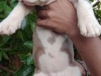 American Bully Puppies