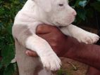 American Bully Puppies