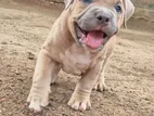 Amrican bully puppies