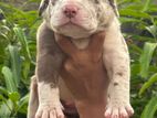 Amrican Bully Puppies