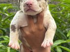 American Bully Puppies