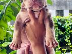 American Bully Puppies