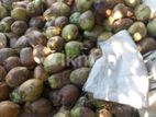 Coconut