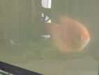 Gurami Fish