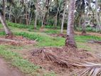 Anamaduwa : 100 Acres Coconut Estate for sale