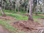 Anamaduwa : 100 Acres Coconut Estate for sale