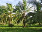 Anamaduwa : 25 Acres Coconut Estate for sale at Mundalama