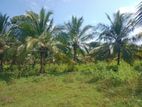 Anamaduwa 55 Acres Coconut Land for Sale