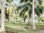 Anamaduwa Coconut Land For Sale ( RLS - 736 )