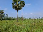 Anamaduwa Land for Sale (SSPL-243)