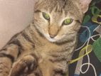 Cat for Kind Home