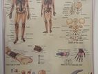 Anatomy Body Chart / Human