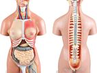 Anatomy Body Parts Dual-Sex Exchangeable Torso (40 Parts)