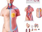 Anatomy Body Parts Dual-Sex Exchangeable Torso (40 Parts)