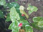 Anthurium Plants