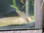 Andrao Fish