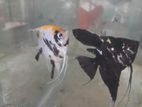 Angel Fish