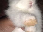 Angaro Rabbit