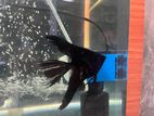 Angel Fish