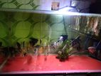 Angel Breeding piar