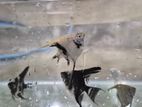 Angel fish (3cm to 4.5cm)