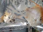 Angel fish