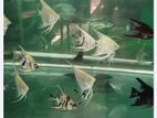 Angel Fish