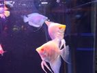Angel fish