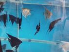 Angel Fish