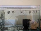 Angel fish