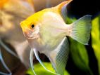 Angel Fish
