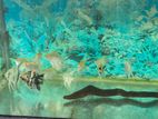 Angel Fish