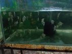 Angel Fish