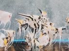 Angel Fish
