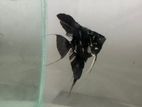 Angel Fish