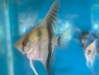 Angel Fish
