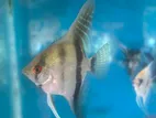 Angel Fish