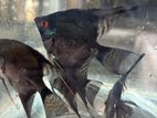 Angel Fish
