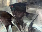 Angel Fish